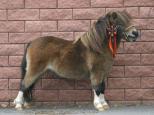 Picture of Fairyking of Northstar RS 567, 41p Champion,prem G Sld.  